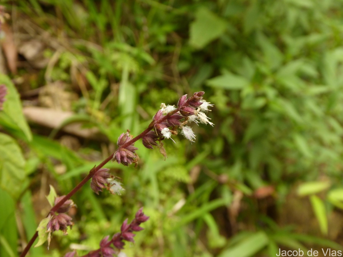 Pogostemon heyneanus Benth.